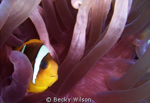 Pink Anemone by Becky Wilson 